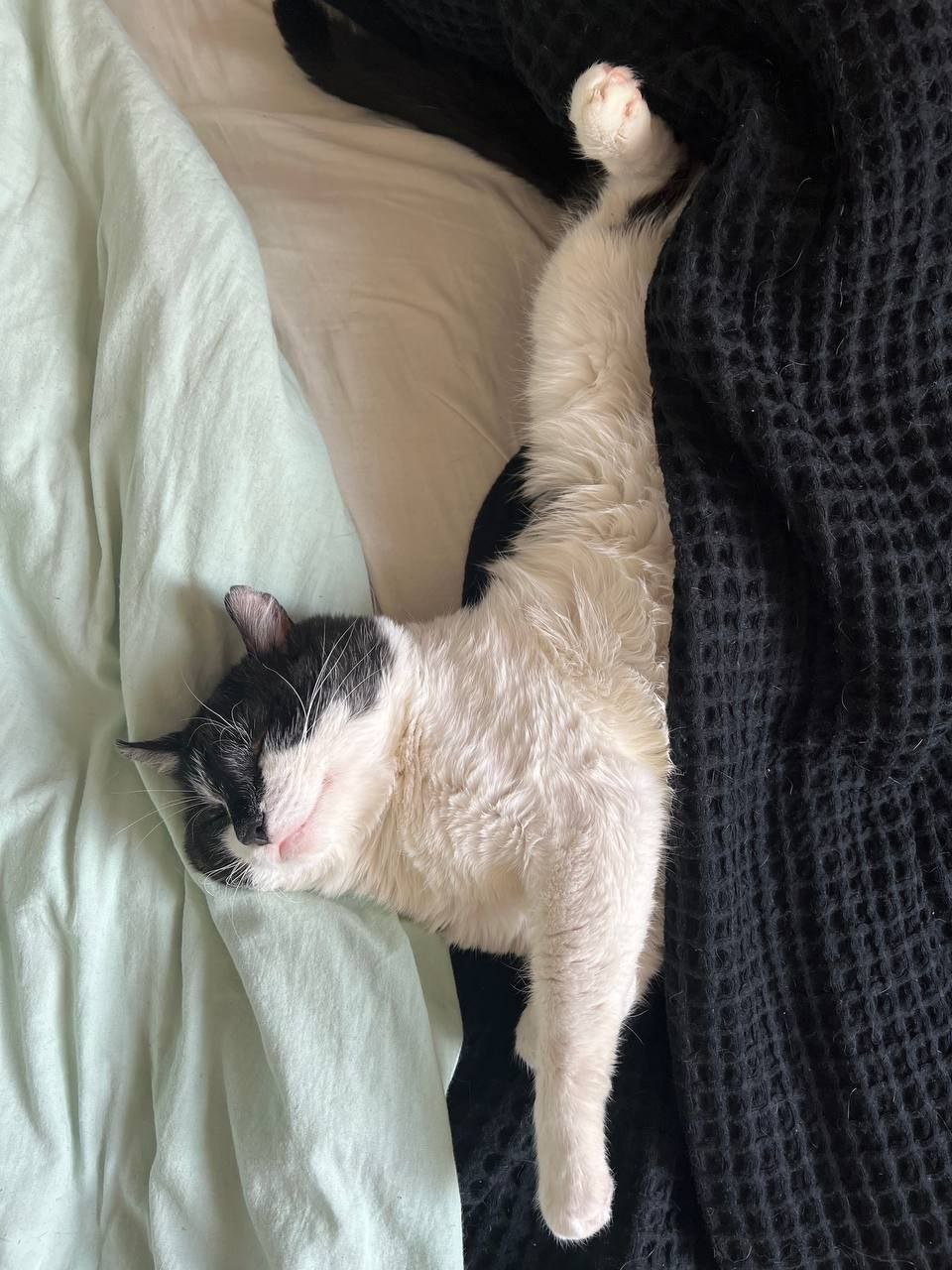 Пушистые друзья