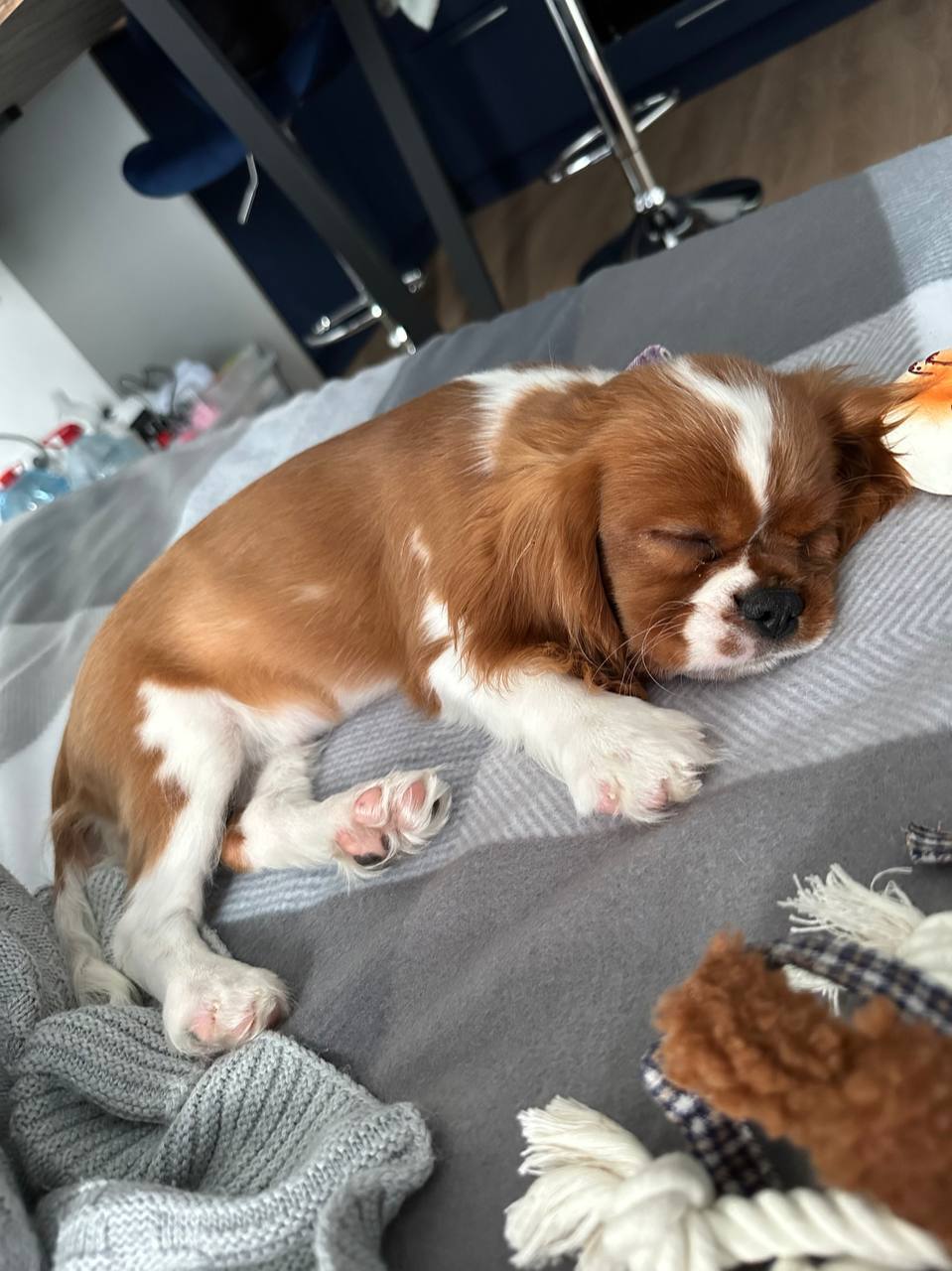 Пушистые друзья