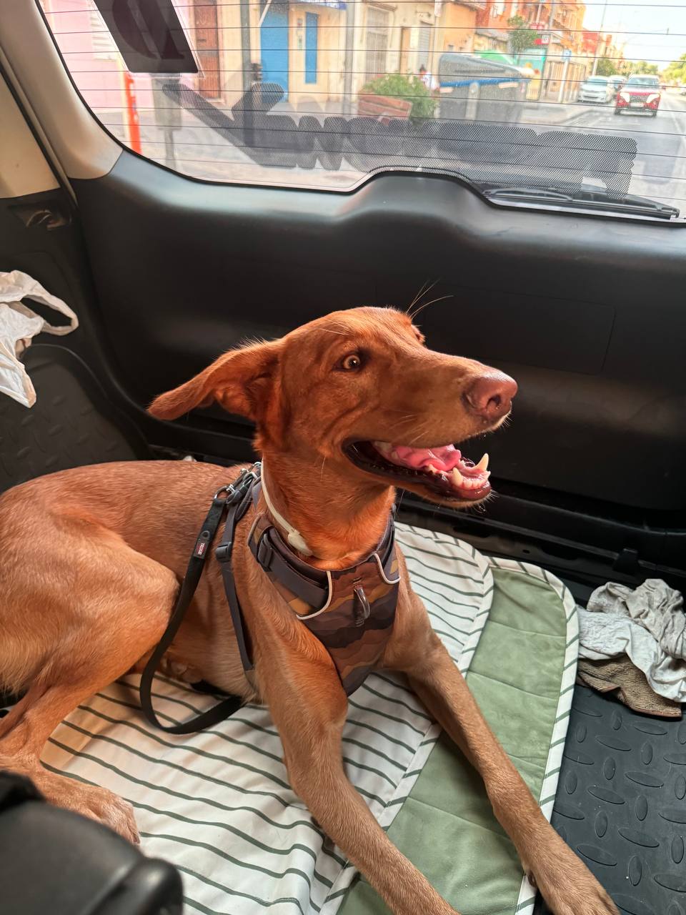 Пушистые друзья