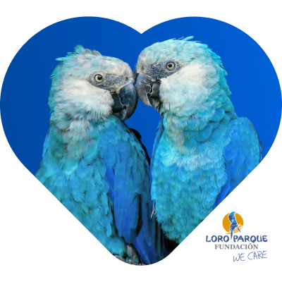 Попугай Спикса